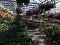 greenhouse 2012 012